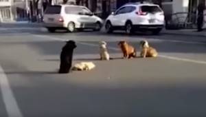 Ryhmä kulkukoiria pysäyttää liikenteen kadulla, sitten kuljettajat näkevät miksi